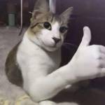 Pham Jolie Profile Picture